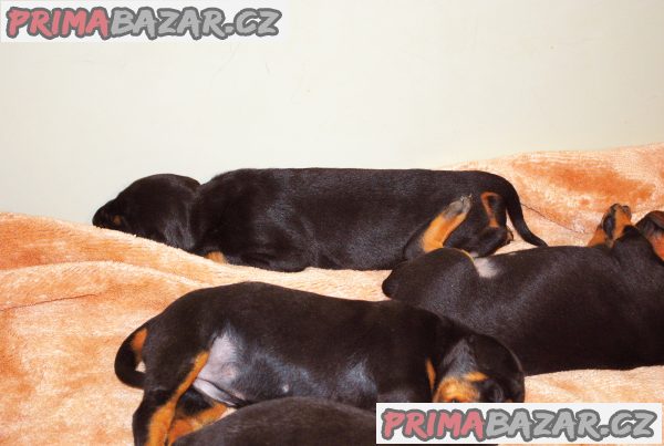Dobrman štěňata z CHS Halit Paša s PP Dobrman štěňata z CHS Halit Paša s PP