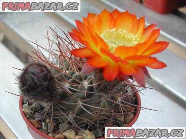 kaktus-acanthocalycium-aurantiacum-semena