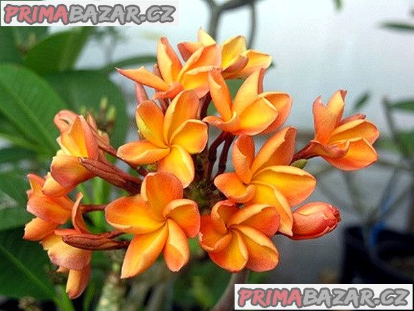 Plumeria Frangipani Orange - semena