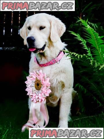 Prodám štěňátka Zlatý retrívr (Golden retriever)