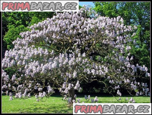 Paulownia Tomentosa - sazenice