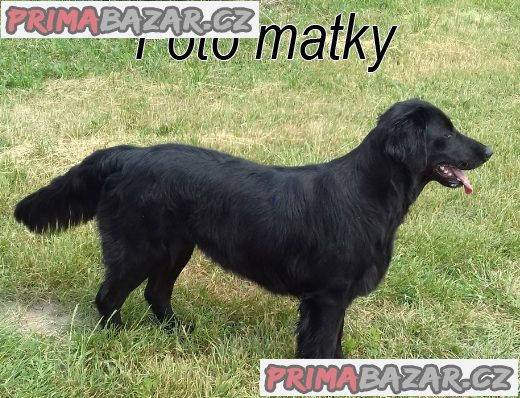 Flat Coated Retriever  št. s PP