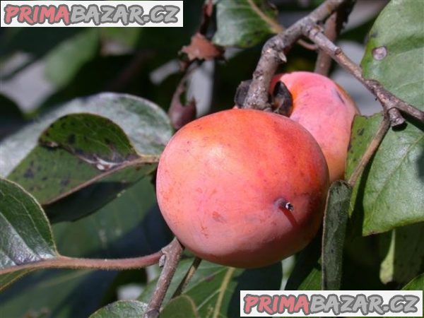 diospyros-virginiana-naklicena-semena