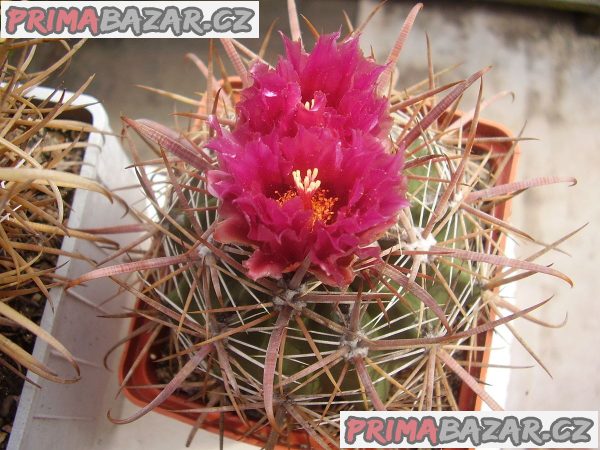 Kaktus Ferocactus fordii - semena