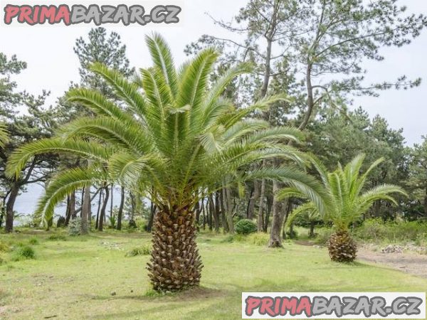 Phoenix canariensis - sazenice