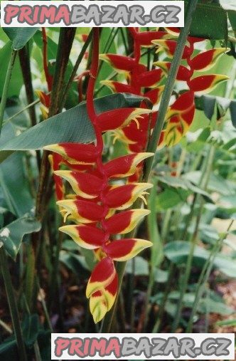 Heliconia rostrata - semena