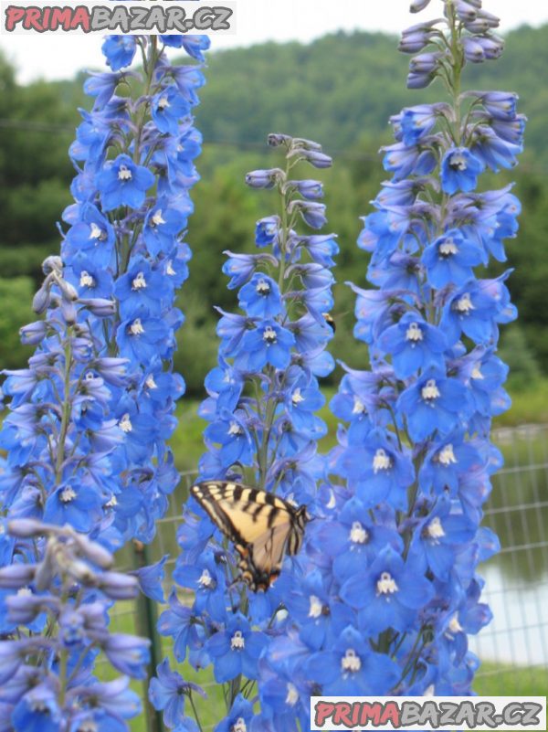 Delphinium Pacifik Summer - semena