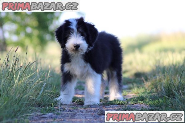 Pejsek Bearded kolie s PP Pejsek Bearded kolie s PP