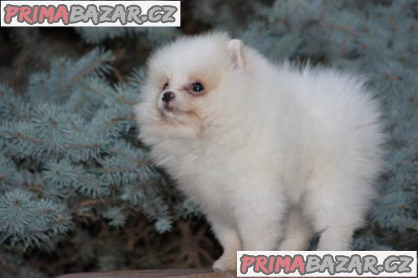 Pomeranian s PP