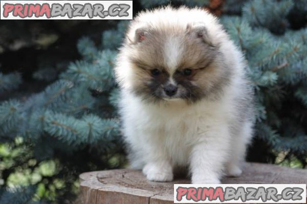 Pomeranian s PP