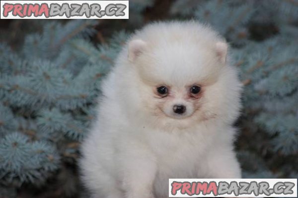 Pomeranian s PP