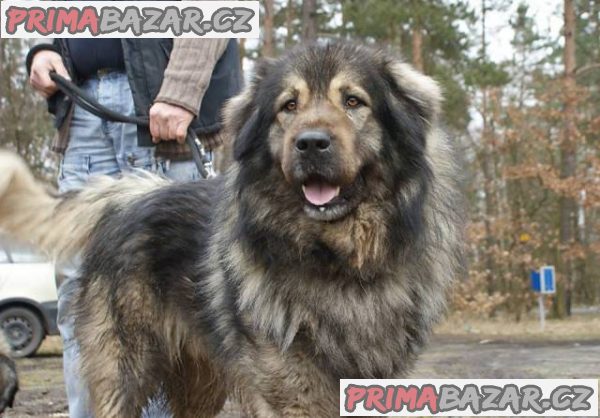 Šarplaninský pastevecký pes, štěně s PP Šarplaninský pastevecký pes, štěně s PP