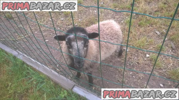prodám qusantské ovečky a beránka prodám qusantské ovečky a beránka