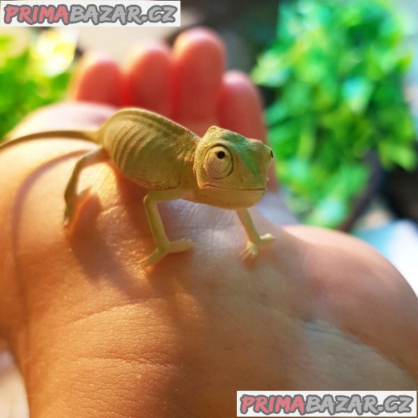 chameleon-jemensky-miminka