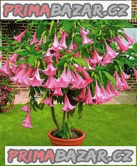 brugmansia-suaveolens-rizek