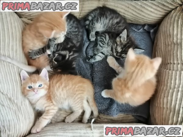 Prodám mainská mývalí koťátka Prodám mainská mývalí koťátka