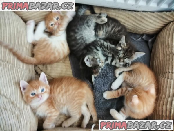 Prodám mainská mývalí koťátka Prodám mainská mývalí koťátka