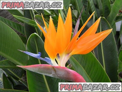 Strelitzia Reginae - naklíčené semeno