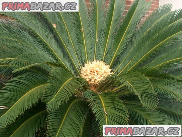 Cycas Revoluta - naklíčené semeno