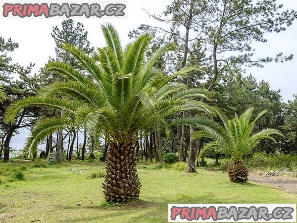 phoenix-canariensis-naklicena-semena