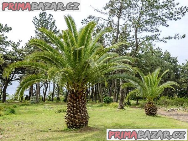 Phoenix canariensis - naklíčená semena