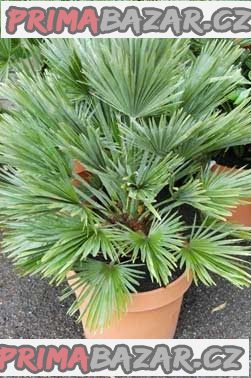 CHamaerops Humilis - naklíčené semeno