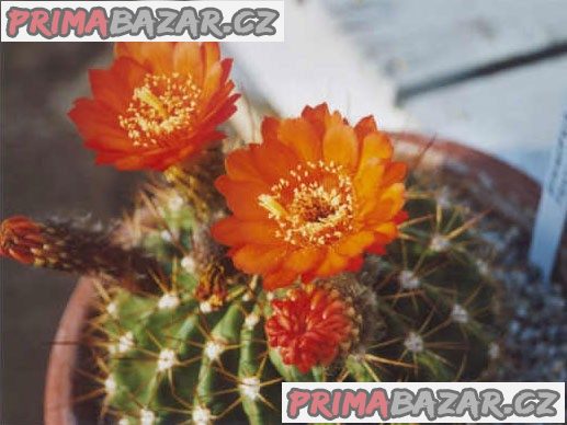 Acanthocalycium variiflorum - semena Acanthocalycium variiflorum - semena