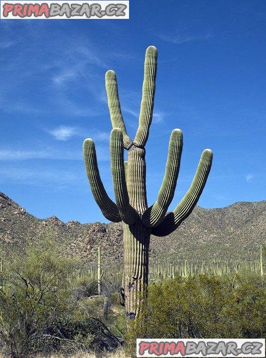 carnegiea-gigantea-semena
