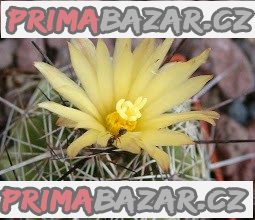 Coryphantha gladispina - semena