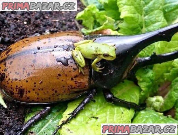 Entomologická výstava, OTROKOVICE, 19.10.2019 Entomologická výstava, OTROKOVICE, 19.10.2019