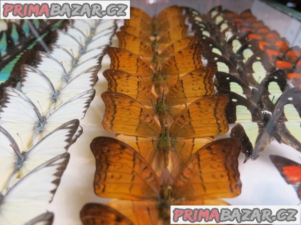 Entomologická výstava, OTROKOVICE, 19.10.2019 Entomologická výstava, OTROKOVICE, 19.10.2019