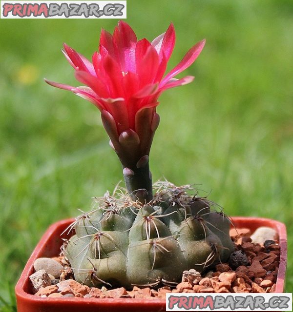 Kaktus Gymnocalycium baldianum Las Juntas Catamarca - semena