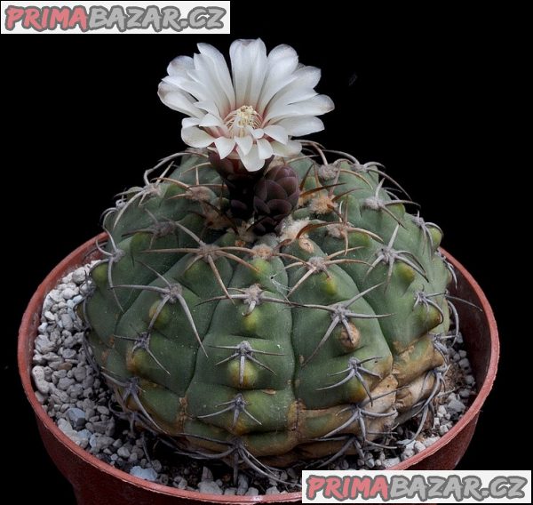 Kaktus Gymnocalycium bayrianum - semena