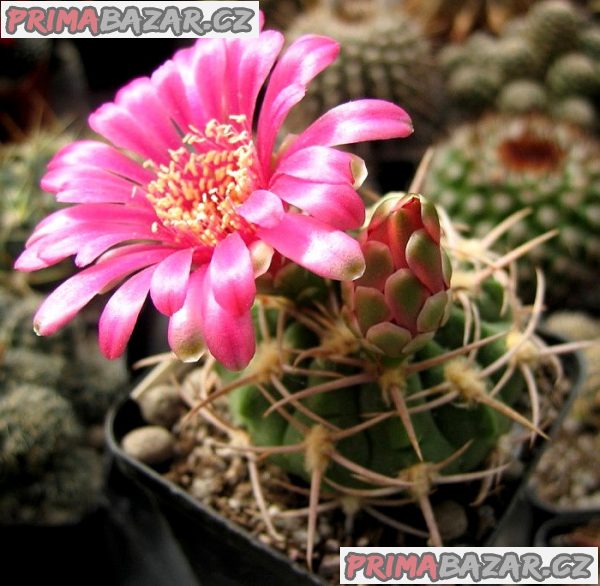 Kaktus Gymnocalycium carminanthum P 133 - semena