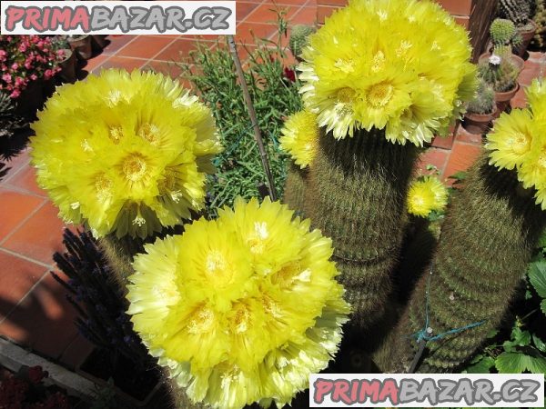 kaktus Eriocactus leninghausii - semena