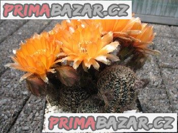 kaktus-lobivia-haematantha-semena