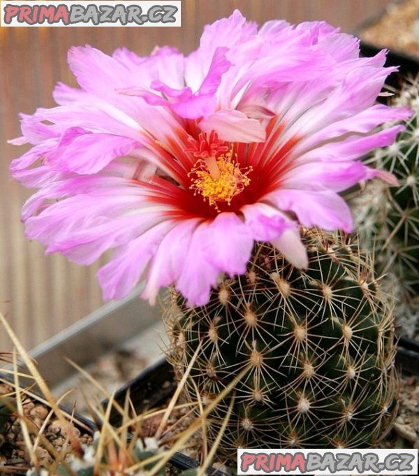 kaktus Thelocactus schwarzii - semena