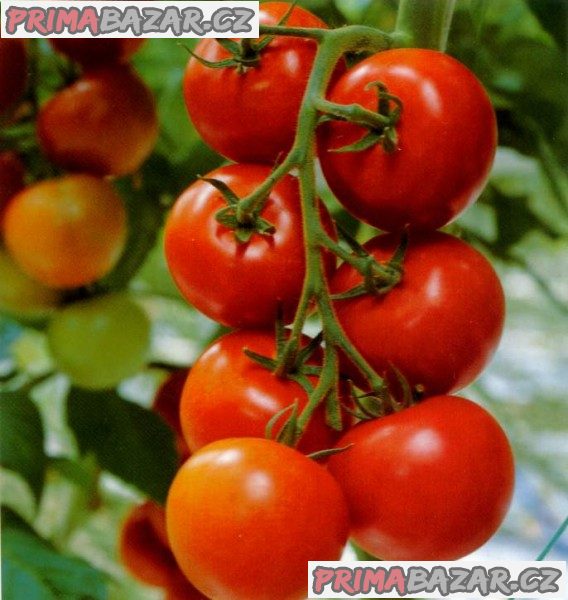 rajče Tastier F1 - semena
