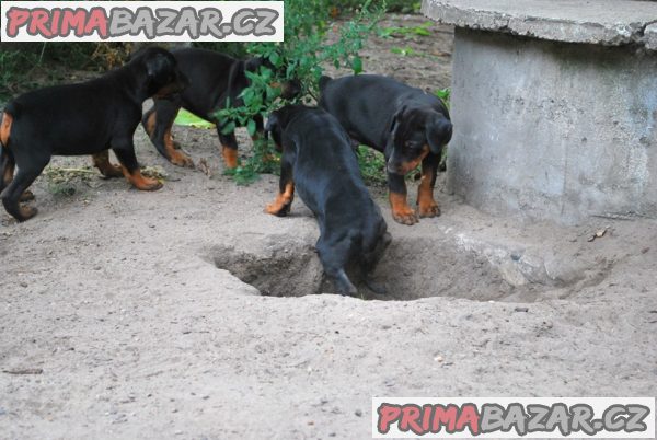 Dobrman štěňata z CHS Halit Paša s PP prodám Dobrman štěňata z CHS Halit Paša s PP prodám