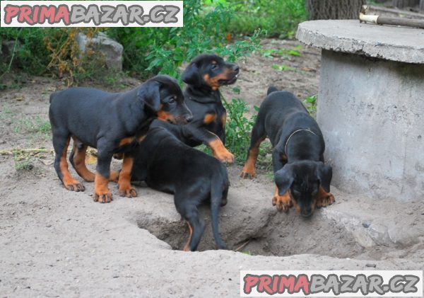 Dobrman štěňata z CHS Halit Paša s PP prodám Dobrman štěňata z CHS Halit Paša s PP prodám