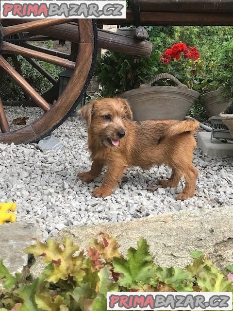 Norfolk Terrier