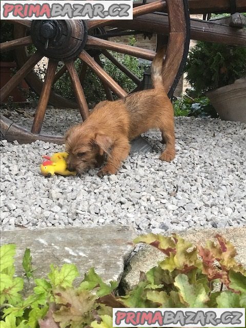 Norfolk Terrier