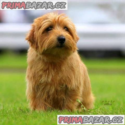 Norfolk Terrier