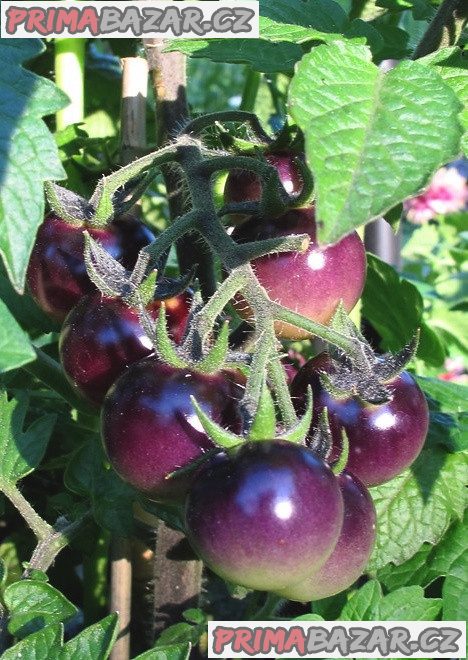 Rajče Indigo Blue Berries - semena