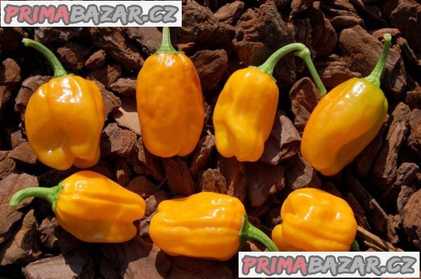 Chilli Habanero Orange Devil - semena