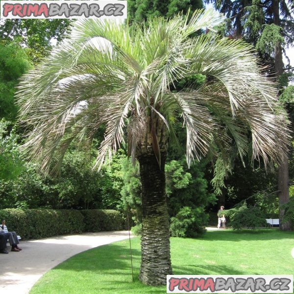 butia-odorata-naklicena-semena