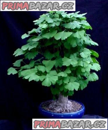 gingko-biloba-naklicena-semena