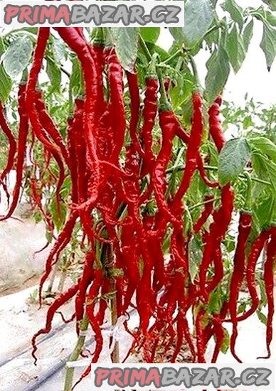 chilli-thunder-mountain-longorn-semena