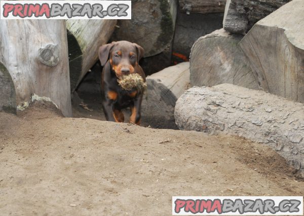 Dobrman štěňata z CHS Halit Paša s PP prodám Dobrman štěňata z CHS Halit Paša s PP prodám