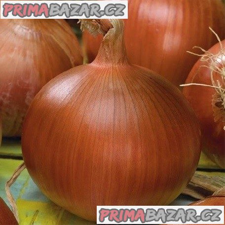 cibule-morada-de-amposta-semena